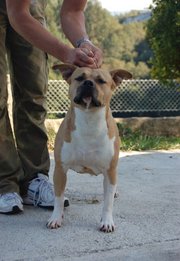Caly Van De Falliss | American Staffordshire Terrier 