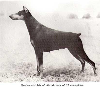 Meadowmist Isis of Ahrtal | Black Doberman Pinscher