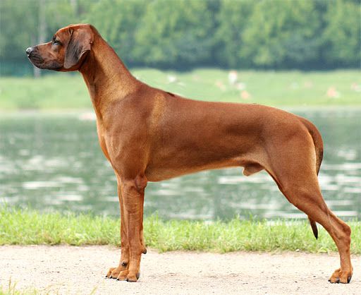 Yaw Adyuba The Best Of Both World | Rhodesian Ridgeback 