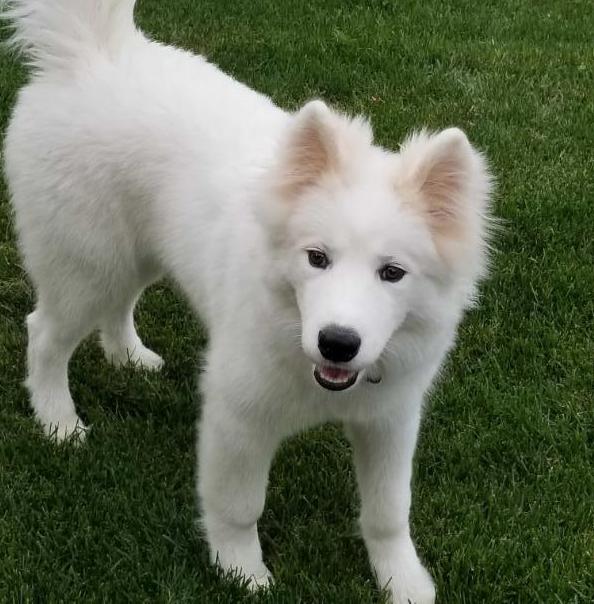 Double Helix Made with Magic | Samoyed 