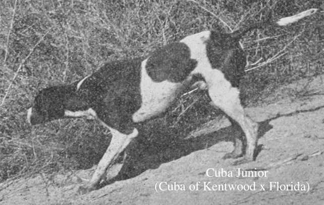 Cuba Junior (Cuba of Kentwood x Florida) | Pointer 