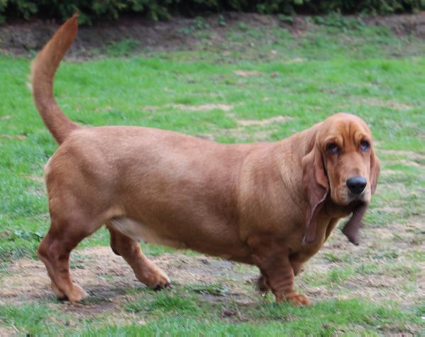 Carlotta vom Mariensiel | Basset Hound 