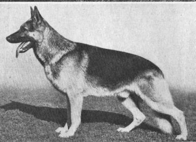 Quax vom Haus Beck | German Shepherd Dog 