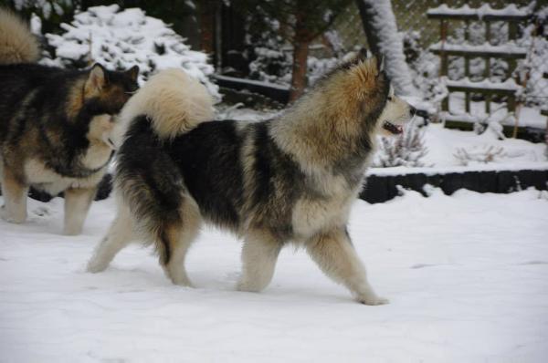 Spirit Treasure of Aila Kriplyana | Alaskan Malamute 