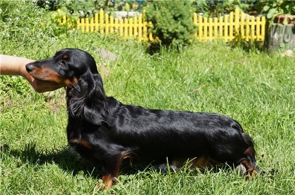 I-GRUSHKA BASTINDA | Dachshund 