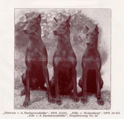 Dietrich v.d. Barbarossahöhle | Black Doberman Pinscher