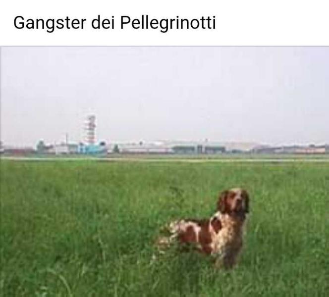 GANGSTER del Pellegrinotti | Brittany 