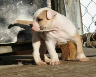 Selva Bully's Halo | American Bulldog 