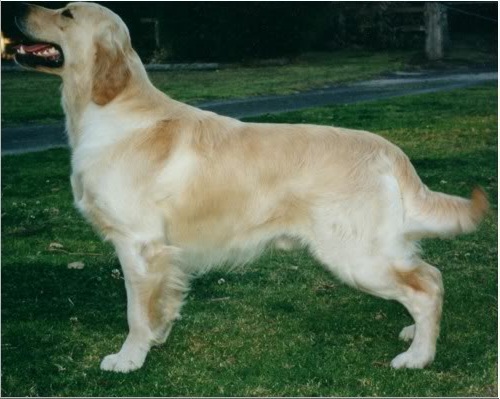 Dobro Colonial Boy | Golden Retriever 