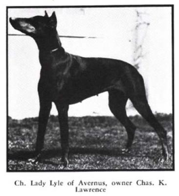 Lady Lyle of Avernus | Black Doberman Pinscher