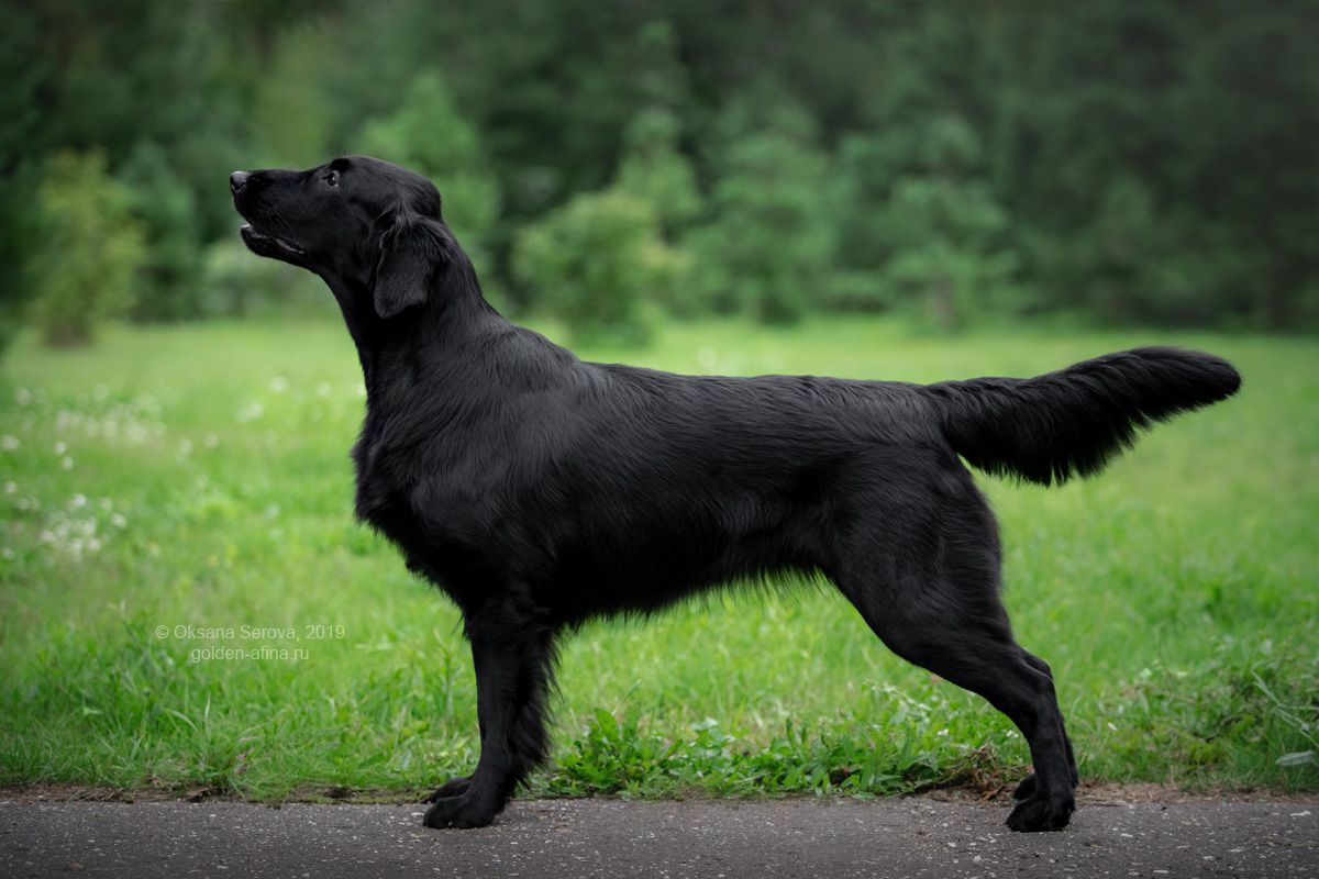 EVALAIZ JADORE DIOR | Flat-Coated Retriever 