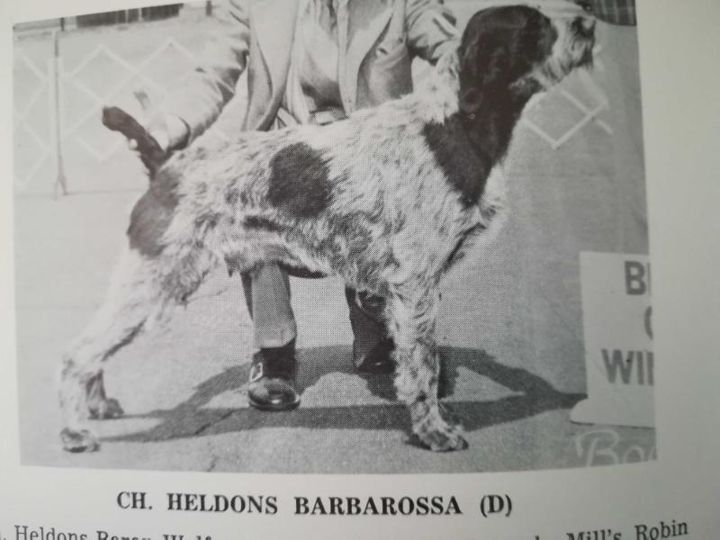 HELDONS BARBAROSSA | German Wirehaired Pointer 