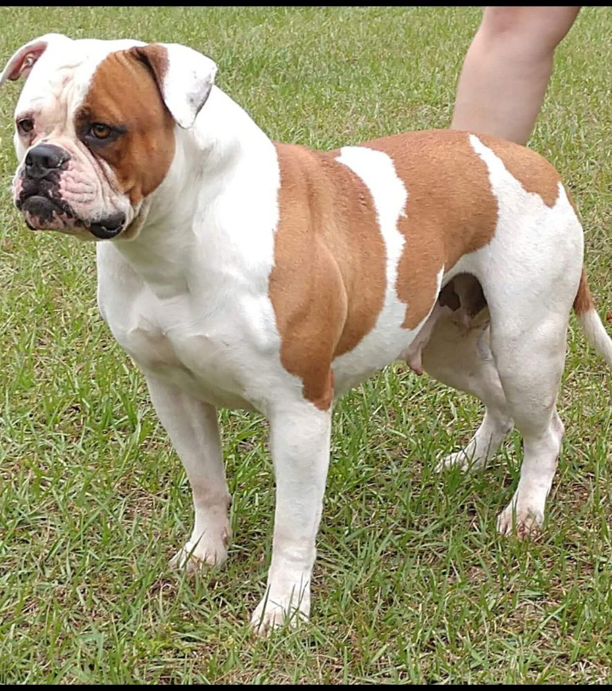 Bulldogville Baby Doll | American Bulldog 