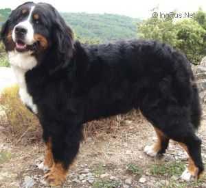 Southcourt Filipa | Bernese Mountain Dog 