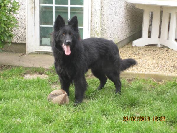 Lexi von ashbrook | German Shepherd Dog 