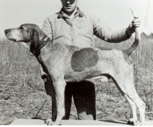 Beech River Sputnik | American English Coonhound 