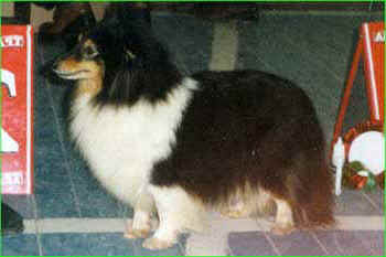 Lynaire BEWITCHED | Shetland Sheepdog 