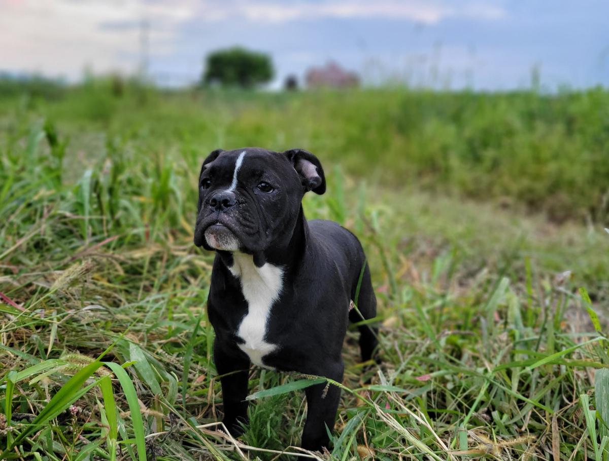 KKBF Winnie | Olde English Bulldogge 