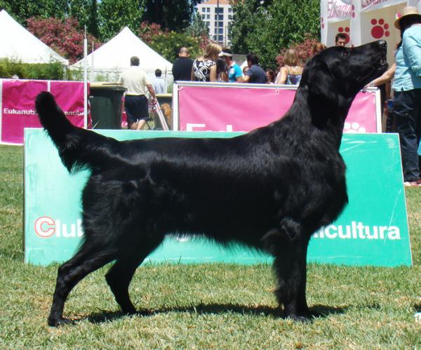 Angelusparks Hip's Belisama | Flat-Coated Retriever 