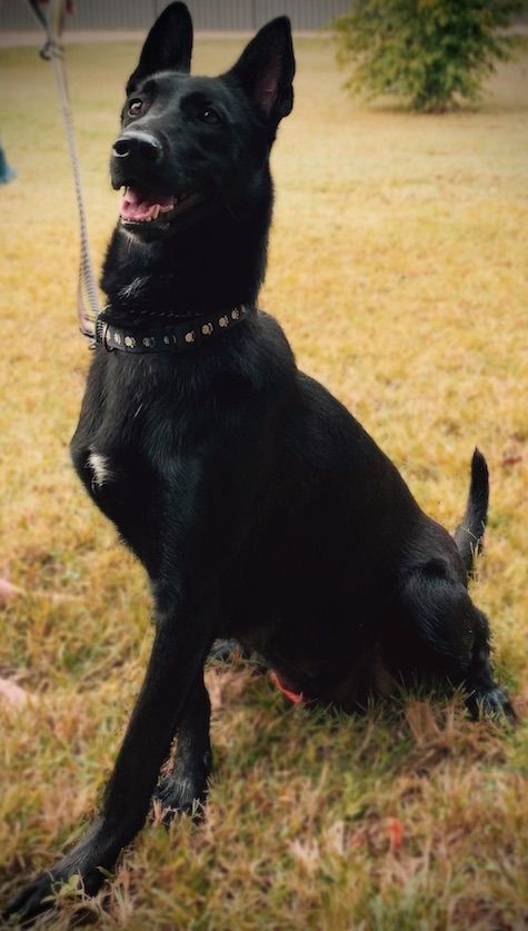 Manaia Mishka | Dutch Shepherd 