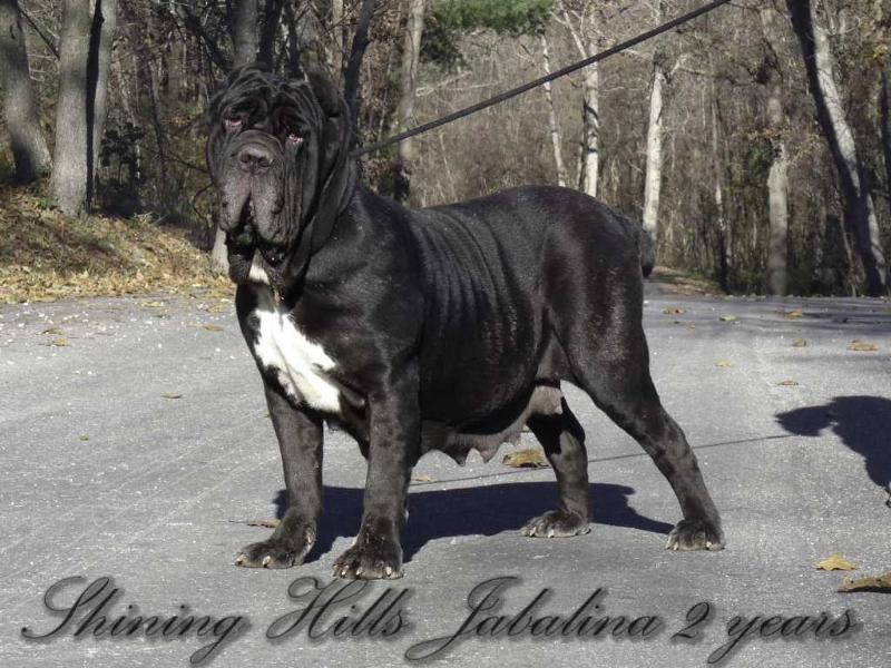 SHINING HILLS JABALINA | Neapolitan Mastiff 