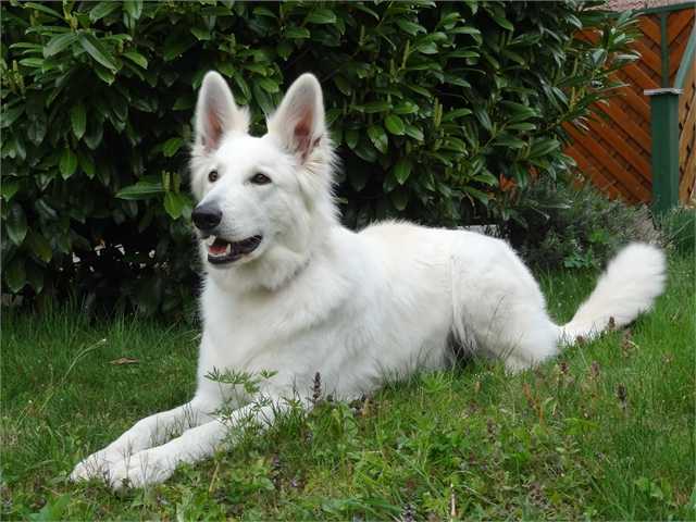 Chilly of White Eagle | White Swiss Shepherd Dog 