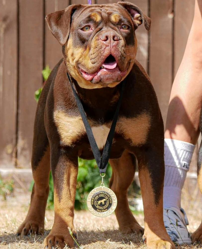 Genetic Bullz Lottie | Olde English Bulldogge 