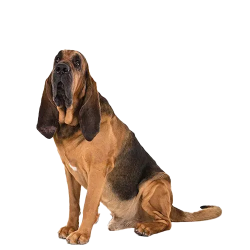 Bloodhound