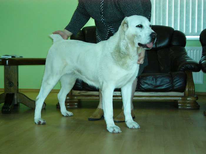 BEHTOR IZ KLOVI | Central Asian Shepherd Dog 