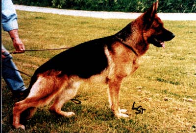 Zamb vom Fiemereck | German Shepherd Dog 