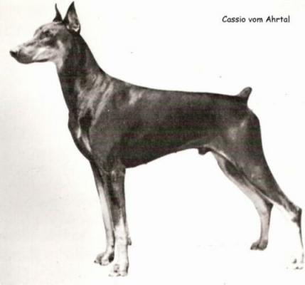 Cassio v. Ahrtal | Black Doberman Pinscher