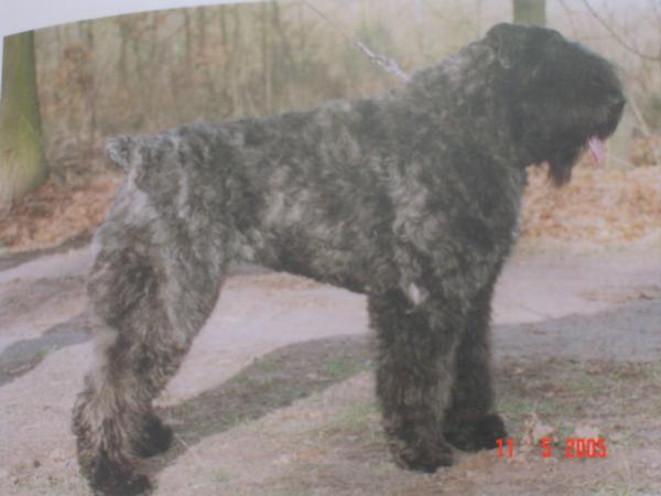 Ashley Soray off Soeranda's Home | Bouvier des Flandres 