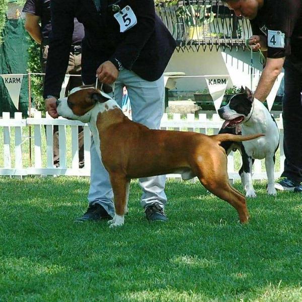 Pride of Macedonia RAGNAR | American Staffordshire Terrier 