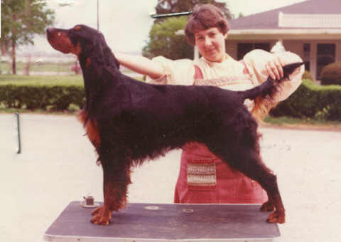 Gentry's Glory Road | Gordon Setter 