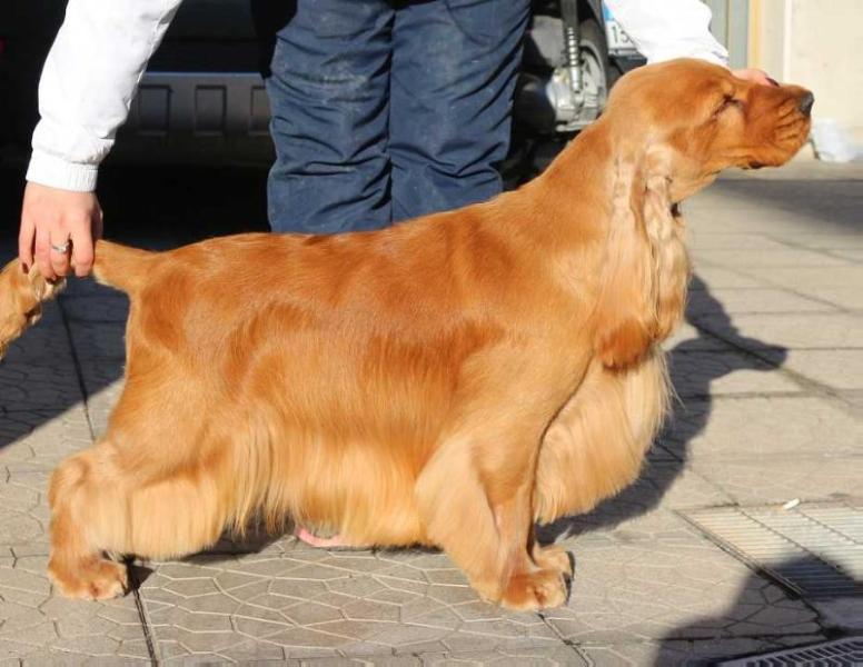 Covenant American Style | English Cocker Spaniel 