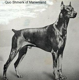 Quo Shmerk of Marienland | Black Doberman Pinscher
