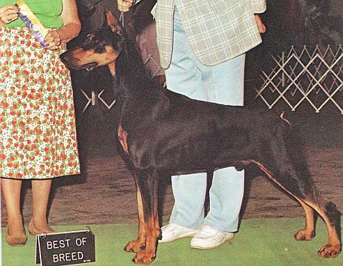 Zeitlin's Rogue Force v. Kerri | Black Doberman Pinscher