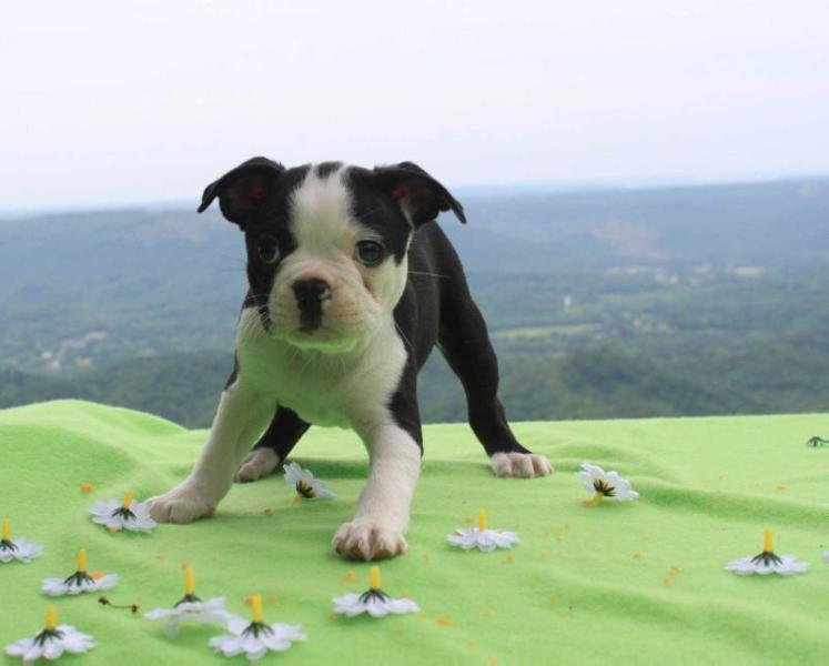 Harry | Boston Terrier 