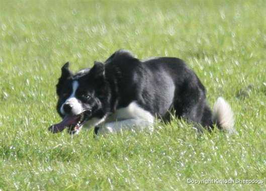 Roy ISDS 266416 | Border Collie 