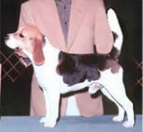 Willwood's Joe Cool | Beagle 