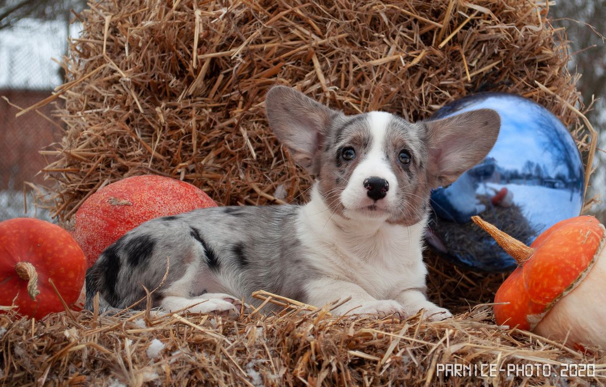 Caramba Jazz | Cardigan Welsh Corgi 