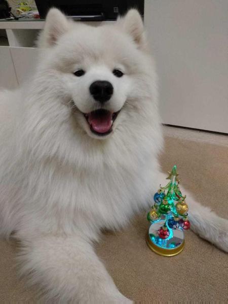 Nasledie Severa Eisenberg | Samoyed 