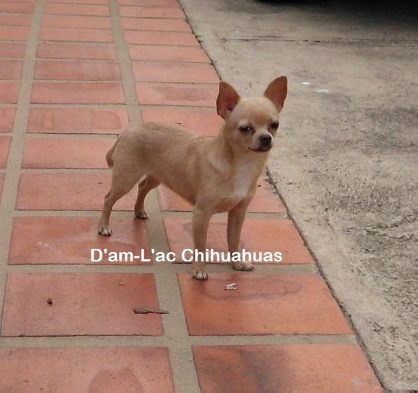 D'am-L'ac Nch-Wt Drew Br | Chihuahua 