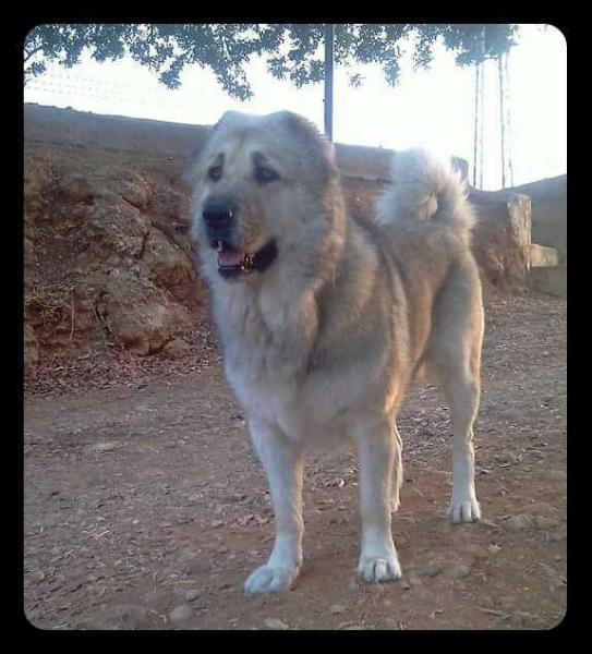 Anfora | Caucasian Mountain Dog 