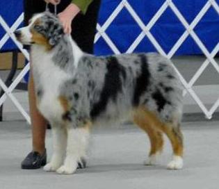 Copperridge's You Wear it Well | Australian Shepherd 