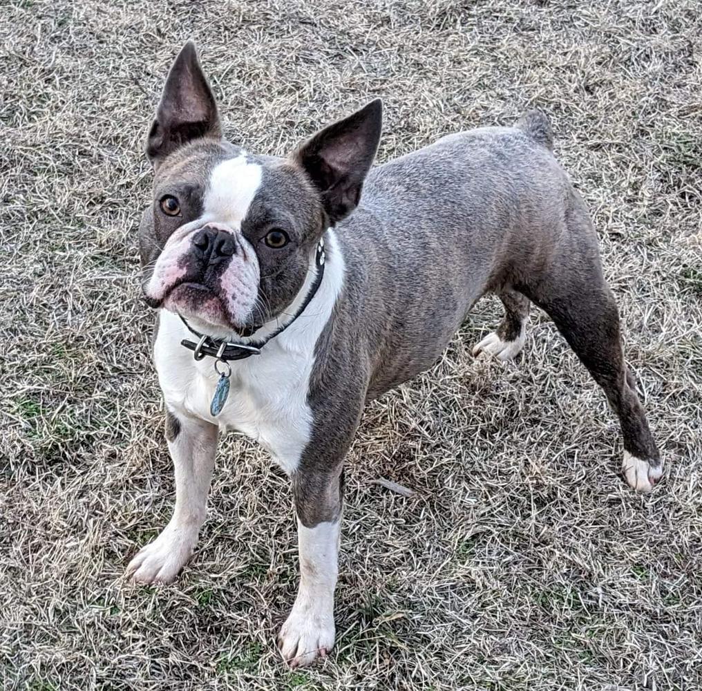 Sitsler's Eros from Silver Lake | Boston Terrier 