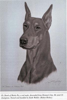 Derek of Marks-Tey | Brown Doberman Pinscher