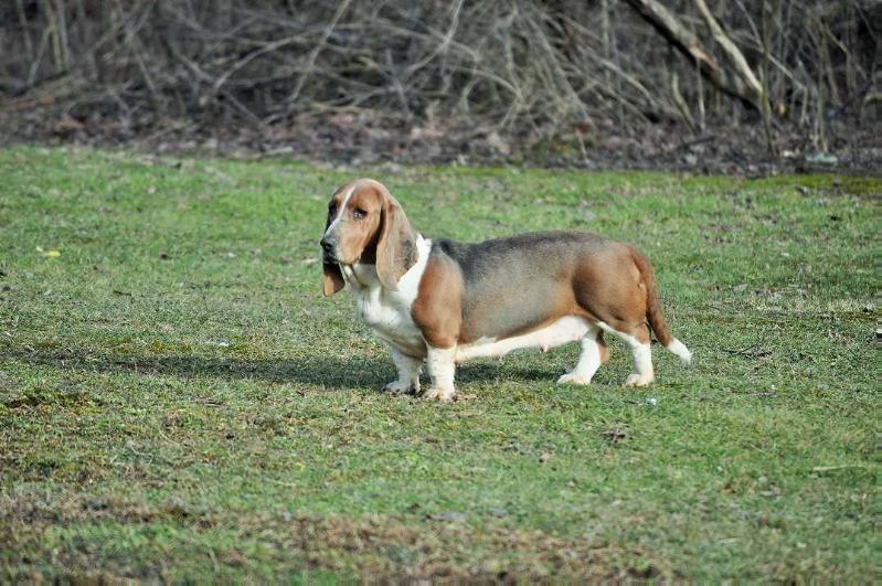 Pretty as a Penny | Basset Hound 