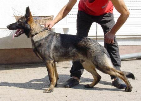 Alasco Drei Hunde Nacht | German Shepherd Dog 