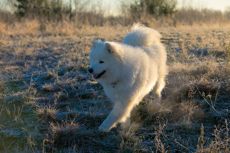 LORD NORD YOHANOS | Samoyed 